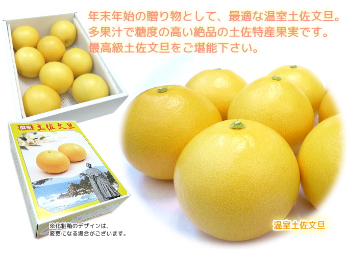 温室土佐文旦果実と化粧箱