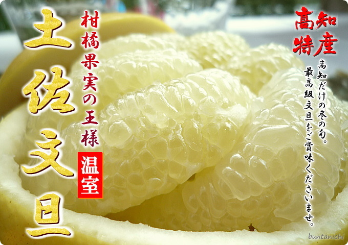 温室土佐文旦