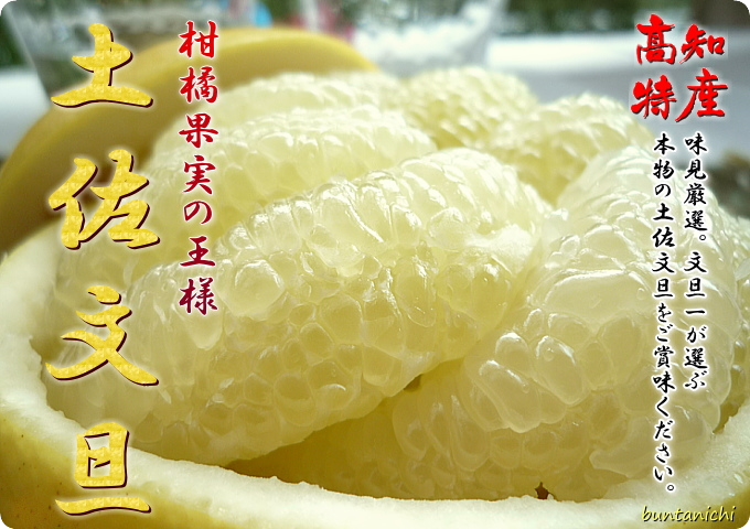 高知の土佐文旦