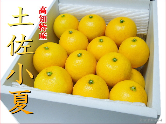 土佐小夏3キロ