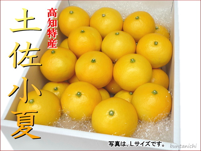 土佐小夏上級品贈答品L