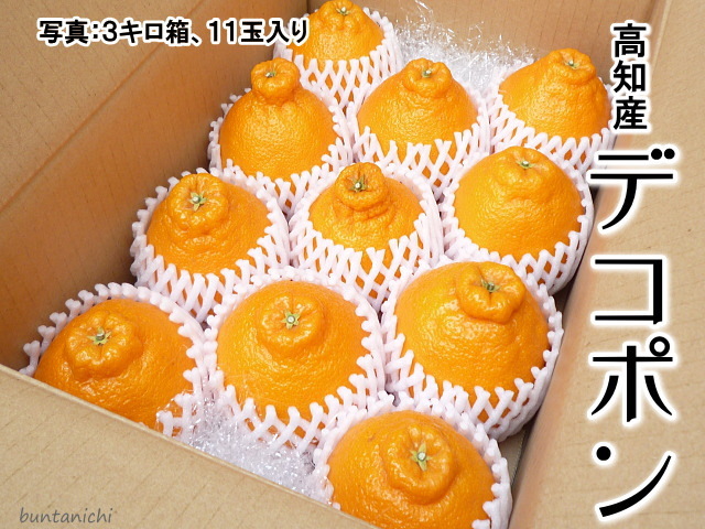 土佐市デコポン11玉