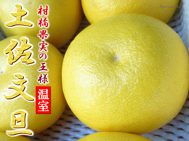 商品画像、温室土佐文旦