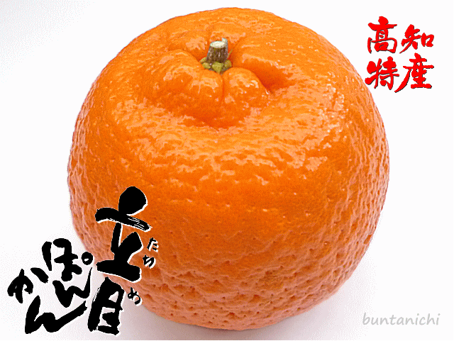 商品画像、立目ぽんかん