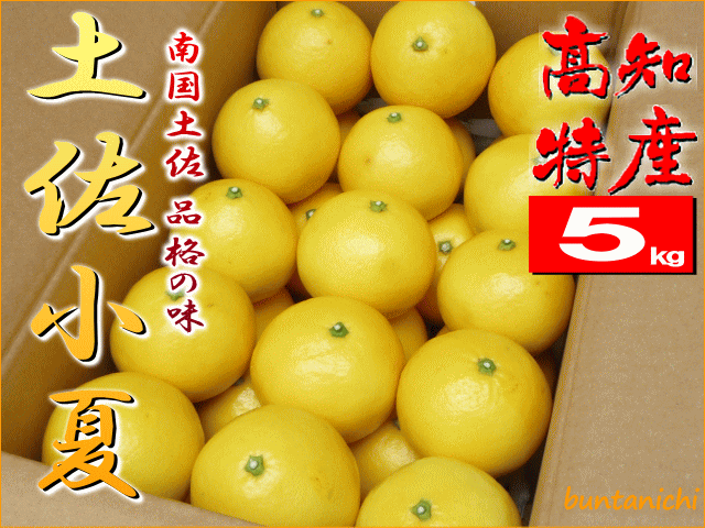土佐小夏