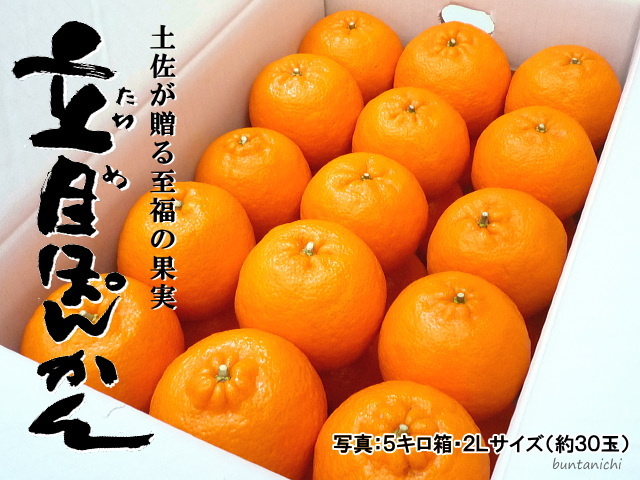 立目ぽんかん2L