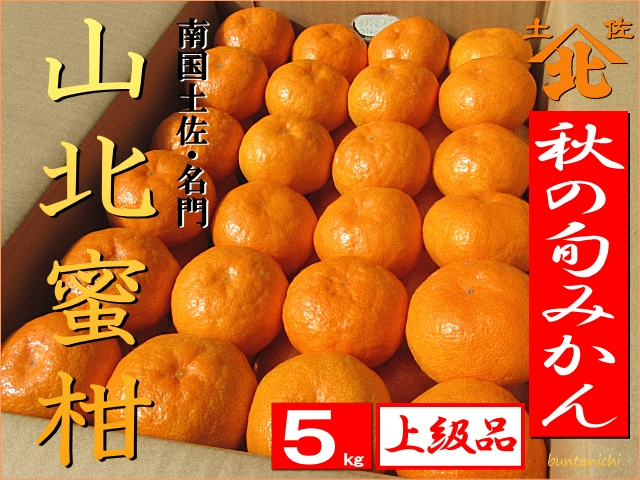 秋の山北みかんM