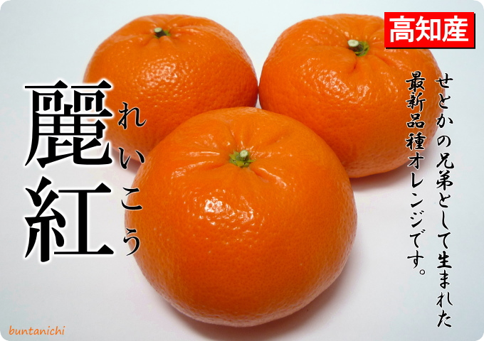 麗紅
