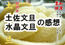 土佐文旦と水晶文旦の評価レビュー