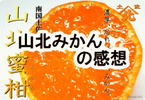 山北みかんの評価レビュー