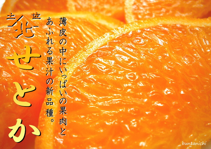 せとか