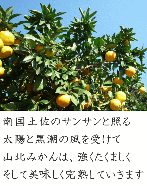 山北の長い日照時間と黒潮の風を受けて山北みかんは美味しく完熟していきます