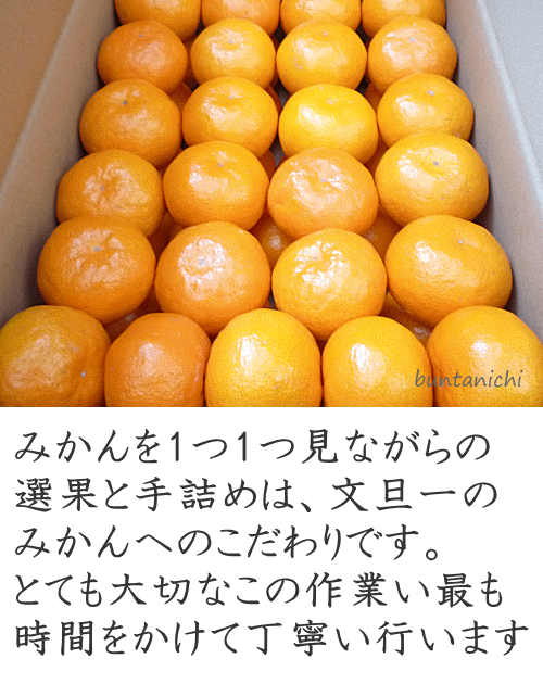 みかんを1玉1玉チェックしながら丁寧に並べる事ができるのは、文旦一の仕事に対する情熱があるからこそです