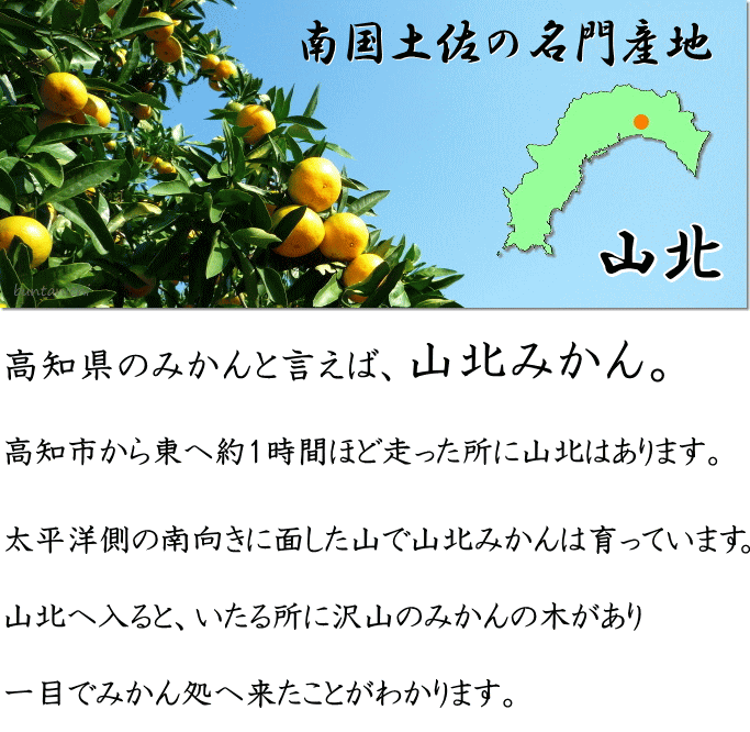 高知県のみかんと言えば山北みかん