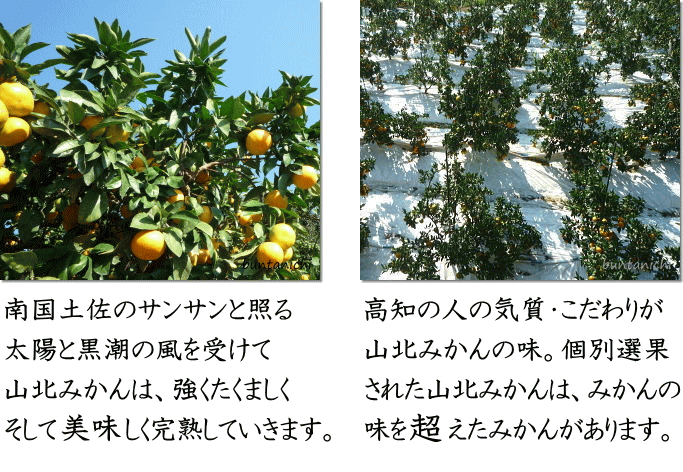 山北みかんの栽培風景など